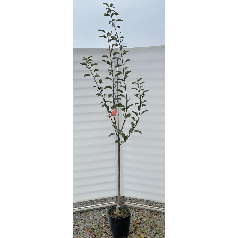 リンゴの木 つがるリンゴ 約2.2m 現品発送 特大株 植木 苗木 大苗
