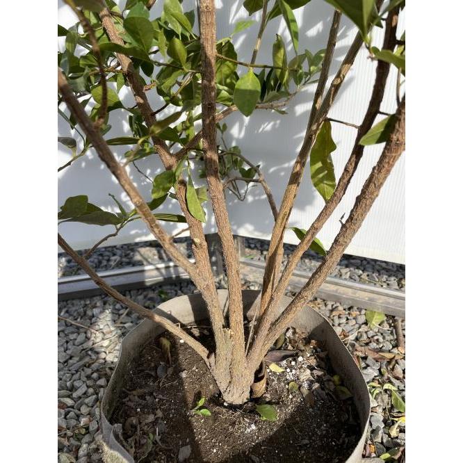 ニオイバンマツリ 株立ち 約1.2m 現品発送 植木 苗木 大苗 ニオイバンマツリ 株立ち 約1.2m 現品発送 植木 苗木 大苗