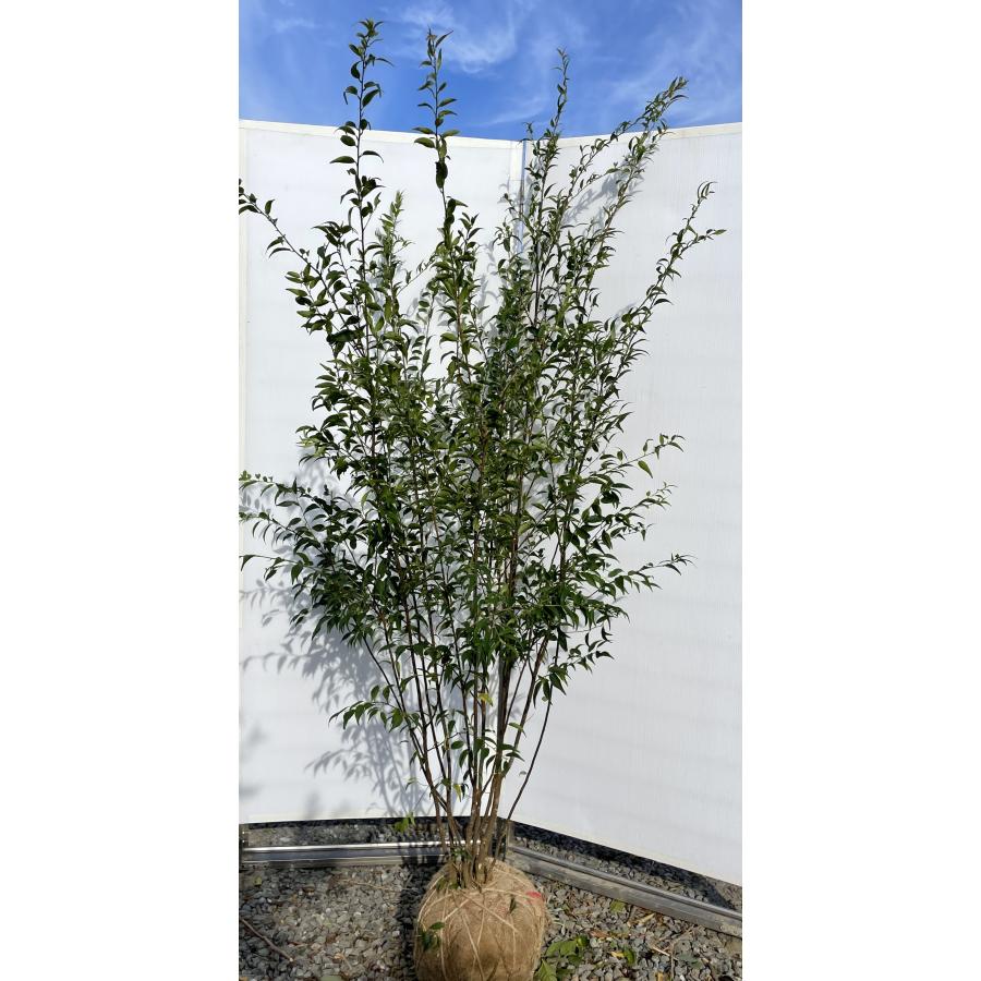 ハイノキ 8本株立ち 約2m 現品発送 豪華株 特大株 植木 苗木 大苗 灰の木 常緑樹 シンボルツリー 送料無料 : 大福樹苗園 - 通販 ...