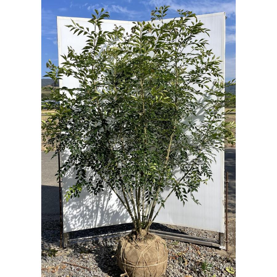 【セット割‼️高さ90㎝前後❗️】シマトネリコ 株立ち 10本立ち以上　2本セット セット割‼️高さ90㎝前後❗️】シマトネリコ 株立ち 10本立ち