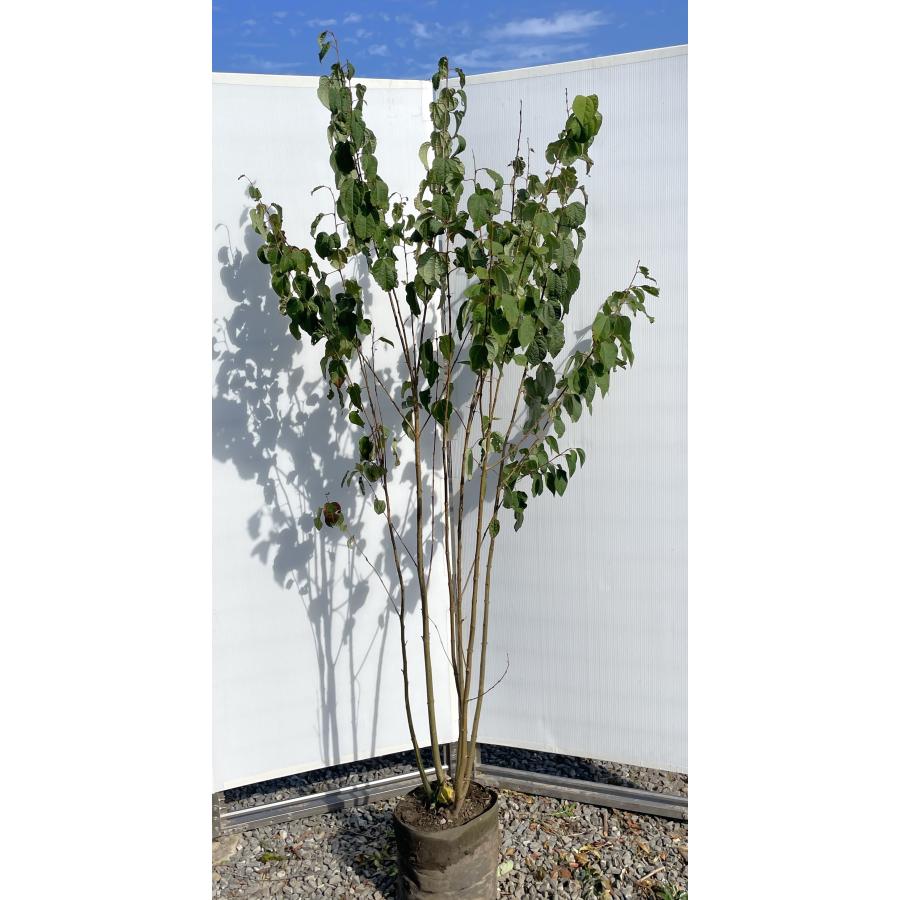 桂 カツラの木 6本株立ち 約1.9m 現品発送 特大株 大苗 植木 苗木 ハート形の葉っぱ シンボルツリー 落葉樹 送料無料 : 大福樹苗園 ...