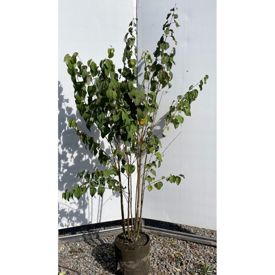 桂 カツラの木 7本株立ち 約1.7m 現品発送 特大株 大苗 植木 苗木 ハート形の葉っぱ シンボルツリー 落葉樹 送料無料 : 大福樹苗園 ...