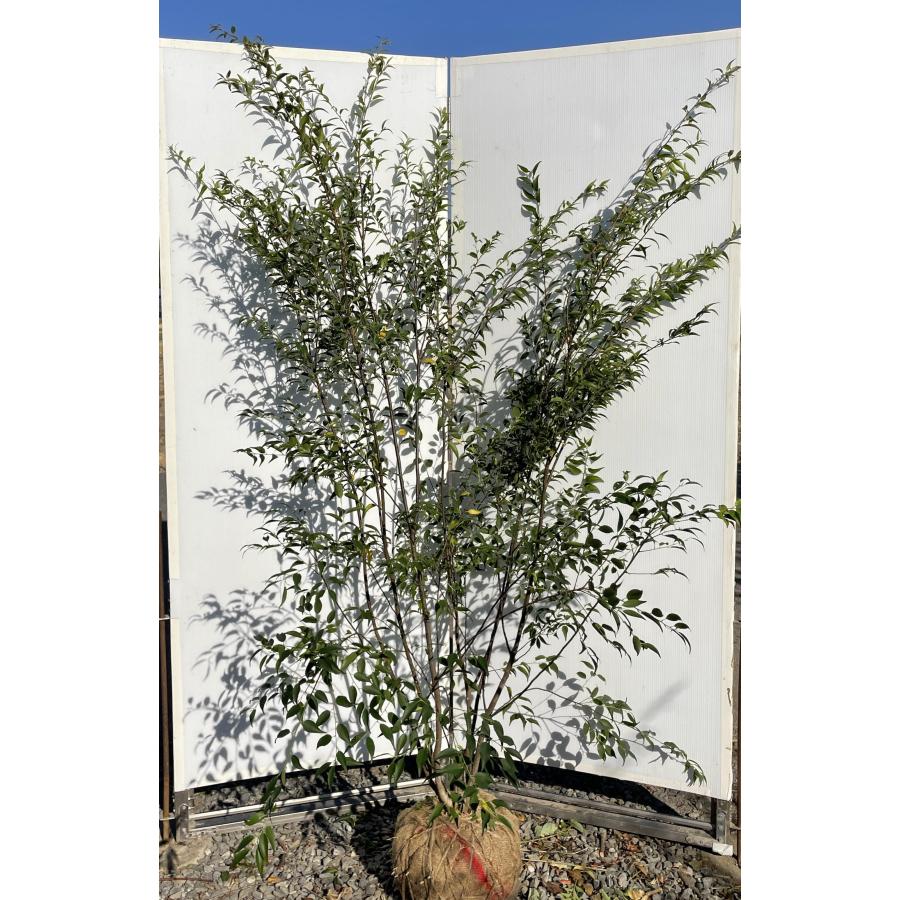 ハイノキ 6本株立ち 約2.1m 現品発送 超特大株 植木 大苗 苗木 灰の木 常緑樹 シンボルツリー 送料無料 : 大福樹苗園 - 通販 ...
