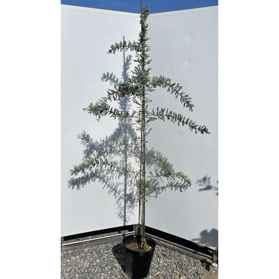 楽天市場】【紫葉アカシア プルプレア（ミモザアカシア）】1.5m前後