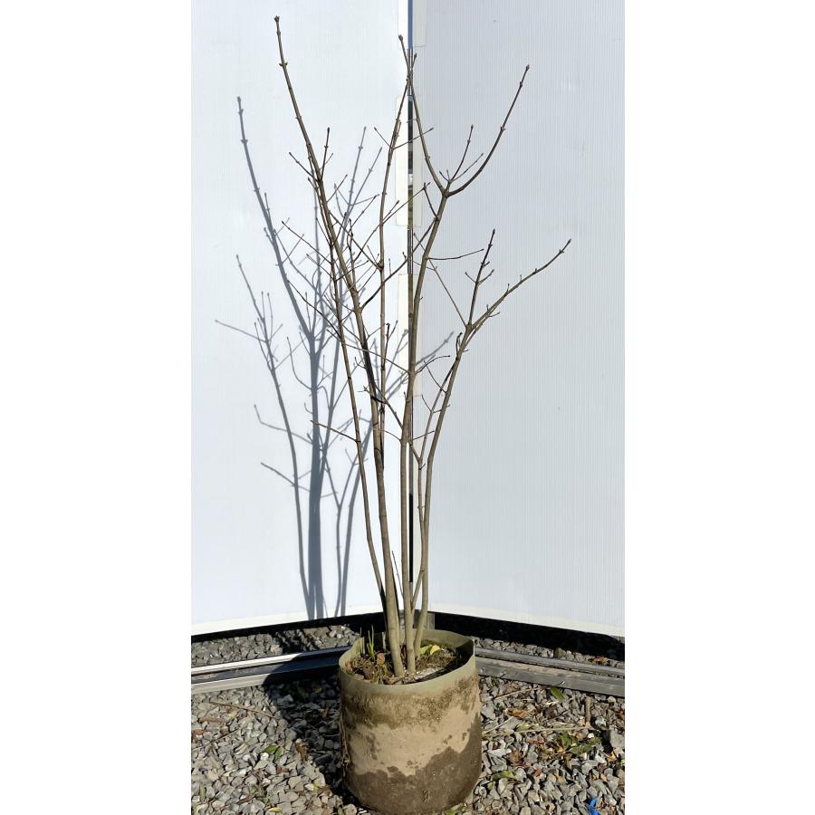 アオダモ 6本株立ち 約1.5m 現品発送 特大株 植木 苗木 大苗 マルバアオダモ 丸葉アオダモ 落葉樹 シンボルツリー 送料無料 : 大福 ...