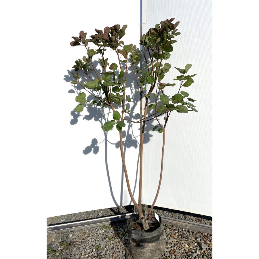 赤花スモークツリー 株立ち 約1.4m 現品発送 ケムリノキ 特大株 植木