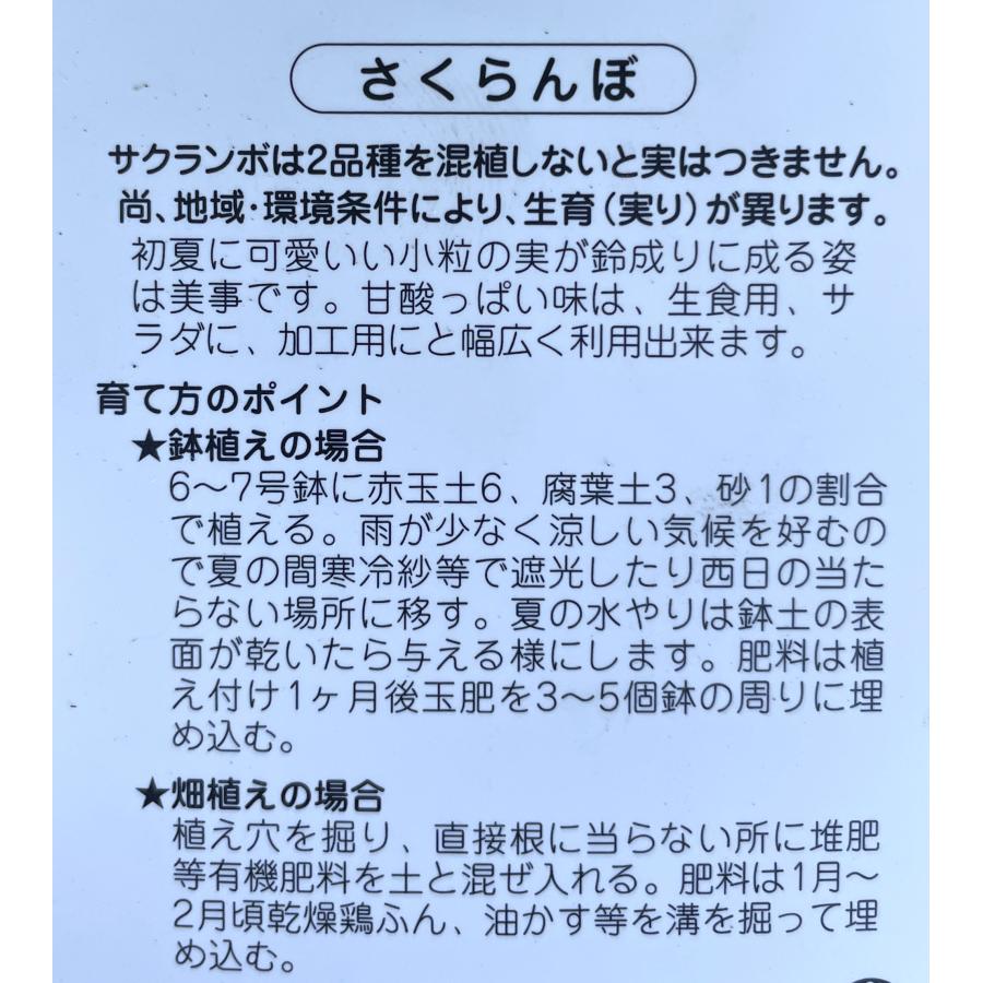 さくらんぼの木　高砂　約1.8ｍ　現品発送　特大株　植木　苗木　大苗　ダカサゴ　果樹　桜桃　オウトウ　送料無料｜daifukujyubyou｜03