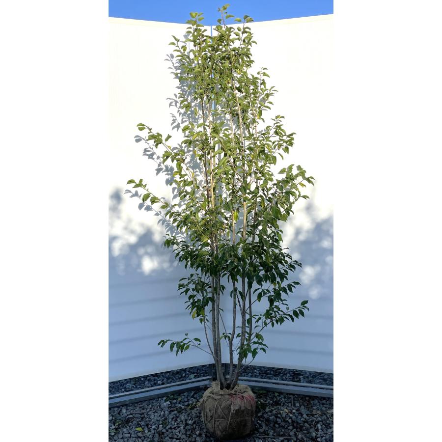 ソヨゴ/大株【現品発送】管理70700 ソヨゴ/大株【現品発送】管理70700 ソヨゴ/大株【現品発送】管理70700