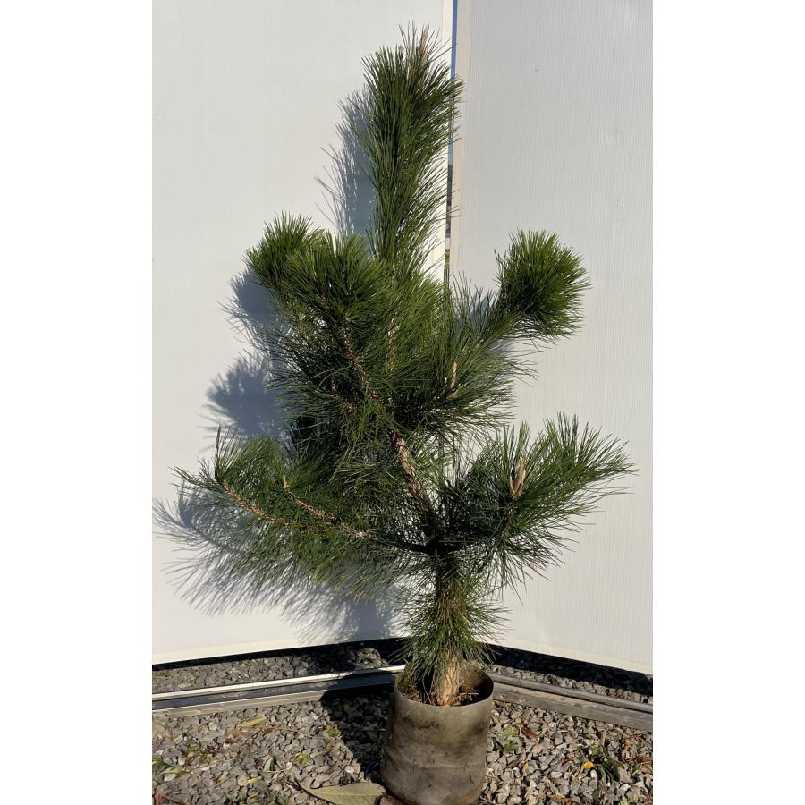 黒松 約1.6m 現品発送 特大株 大苗 植木 苗木 クロマツ シンボルツリー 常緑樹 送料無料 : 大福樹苗園 - 通販 - Yahoo ...