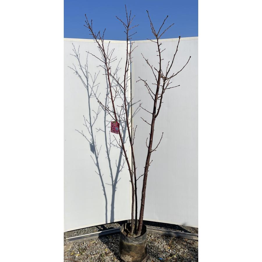 陽光桜 株立ち 約2.1m 現品発送 特大株 植木 苗木 大苗 濃いピンクの桜の木 早咲き品種 送料無料 : 大福樹苗園 - 通販 ...