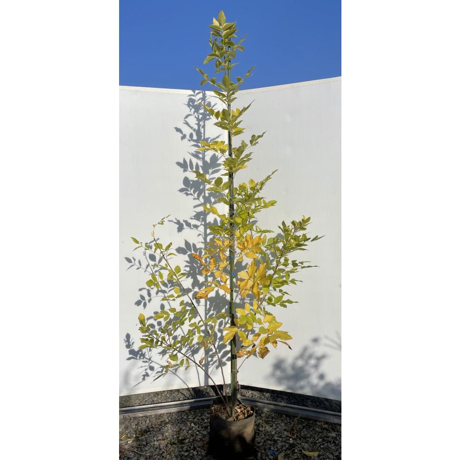 黄金アオダモ 約2m 現品発送 超特大株 植木 苗木 大苗 黄色い新芽のアオダモ 落葉樹 シンボルツリー : 大福樹苗園 - 通販 ...