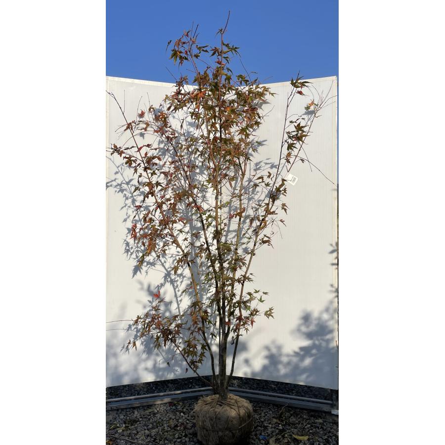 山モミジ 株立ち 約2m 現品発送 特大株 植木苗木大苗 イロハモミジの原種 ヤマモミジ 山紅葉 送料無料 : 大福樹苗園 - 通販 ...