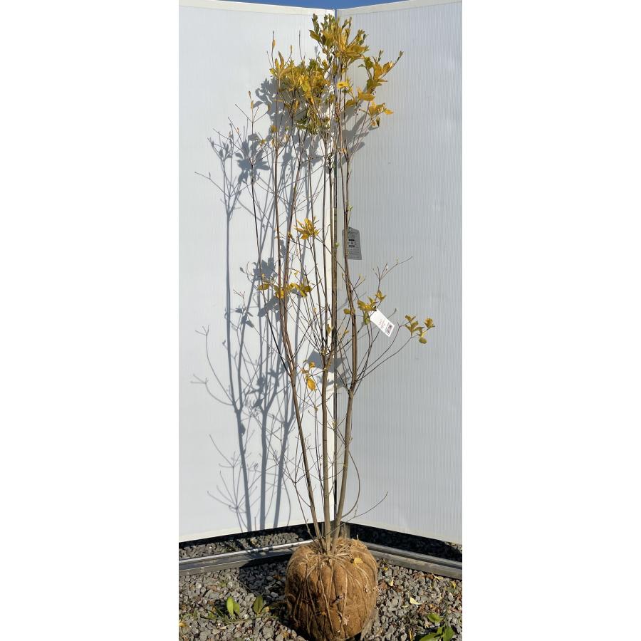 白花 ドウダンツツジ 株立ち 約1.9m 特大株 植木 苗木 大苗 希少な白花