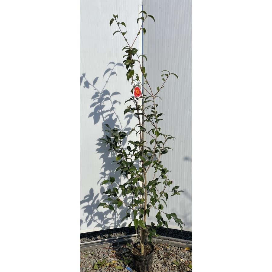 現品》ツバキ 玉之浦（タマノウラ）樹高1.9m（根鉢含まず）07【椿 
