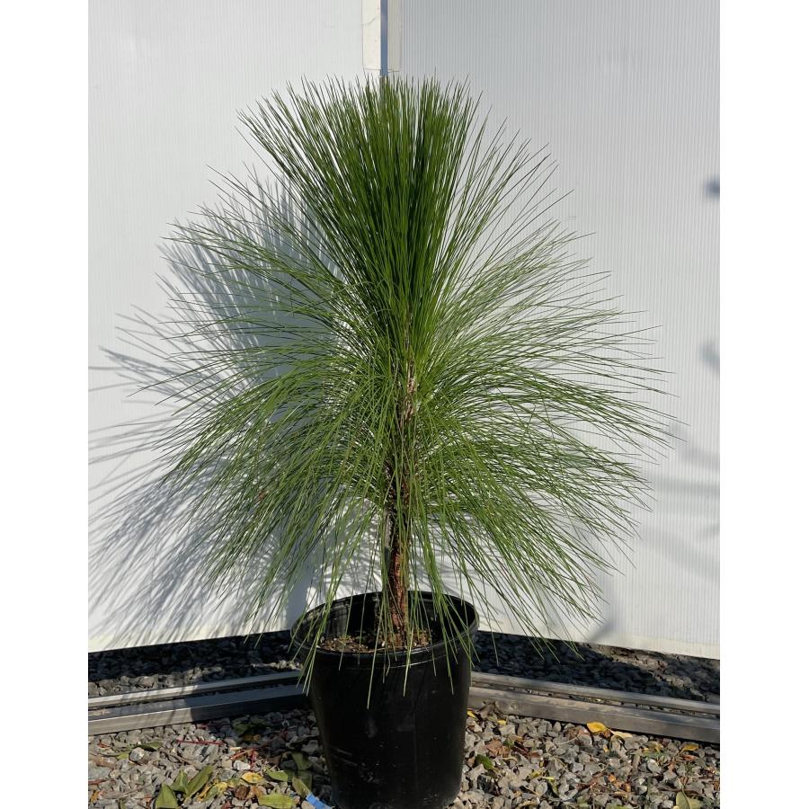 大王松 約100cm 現品発送 特大株 植木苗木大苗 ダイオウショウ