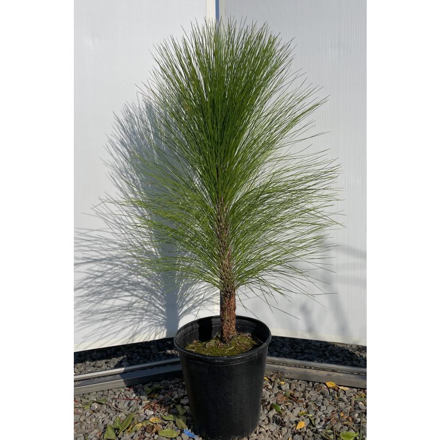 大王松 約110cm 現品発送 特大株 植木苗木大苗 ダイオウショウ