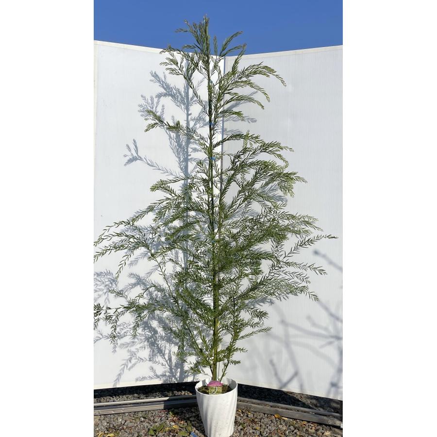 鉢植えミモザの木 ブリスベーンワトル 約2.1m 現品発送 超特大株 植木