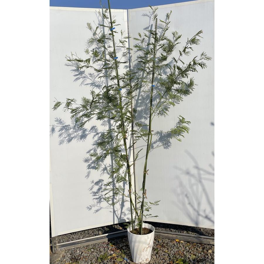 ミモザの木 鉢植え四季咲きミモザの木 デアネイ 株立ち 約2m 現品発送 特大株