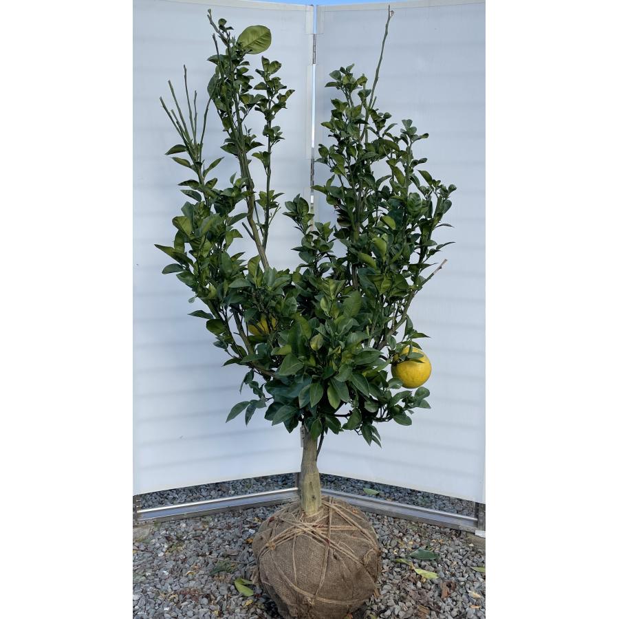 サワーポメロ 約1.9m 現品発送 超特大株 植木 苗木 大苗 中晩柑 サワーポメロ 約1.9m 現品発送 超特大株 植木 苗木 大苗 中晩柑
