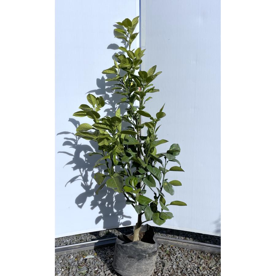 土佐文旦 パール柑 約1.5m 現品発送 特大株 植木苗木大苗 とさぶん 