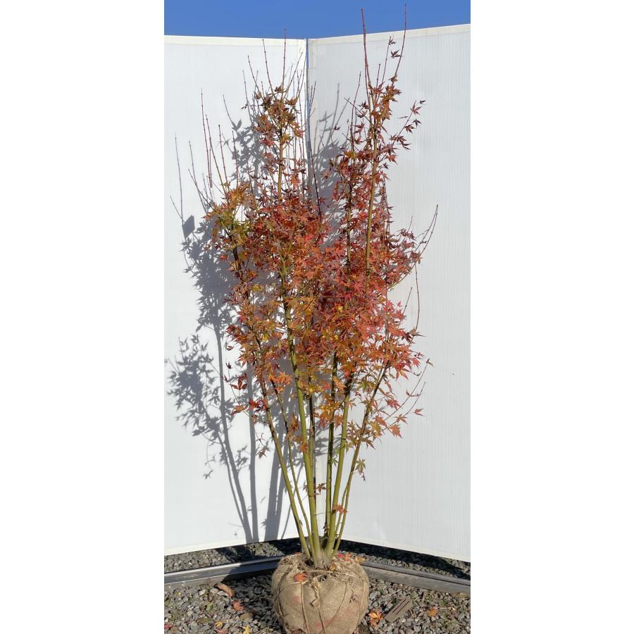 山モミジ 8本株立ち 約2m 現品発送 豪華株 特大株 植木 苗木 大苗 イロハモミジの原種 ヤマモミジ 山紅葉 送料無料 : 大福樹苗園 ...