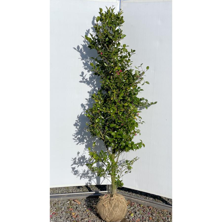 サザンカ 天紫 約1.9m 現品発送 特大株 てんし 椿の木 山茶花 植木