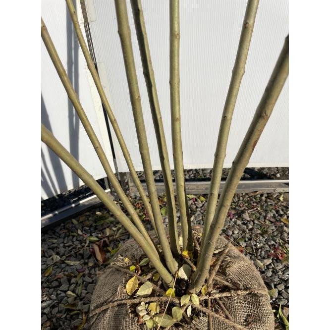 シマトネリコ 5本株立ち 約2.5m 現品発送 美樹形株 特大株 植木