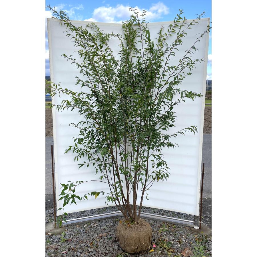 ハイノキ 10本株立ち 約2.2m 現品発送 豪華株 特大株 植木 苗木 大苗 灰の木 常緑樹 シンボルツリー 送料無料 : 大福樹苗園 ...