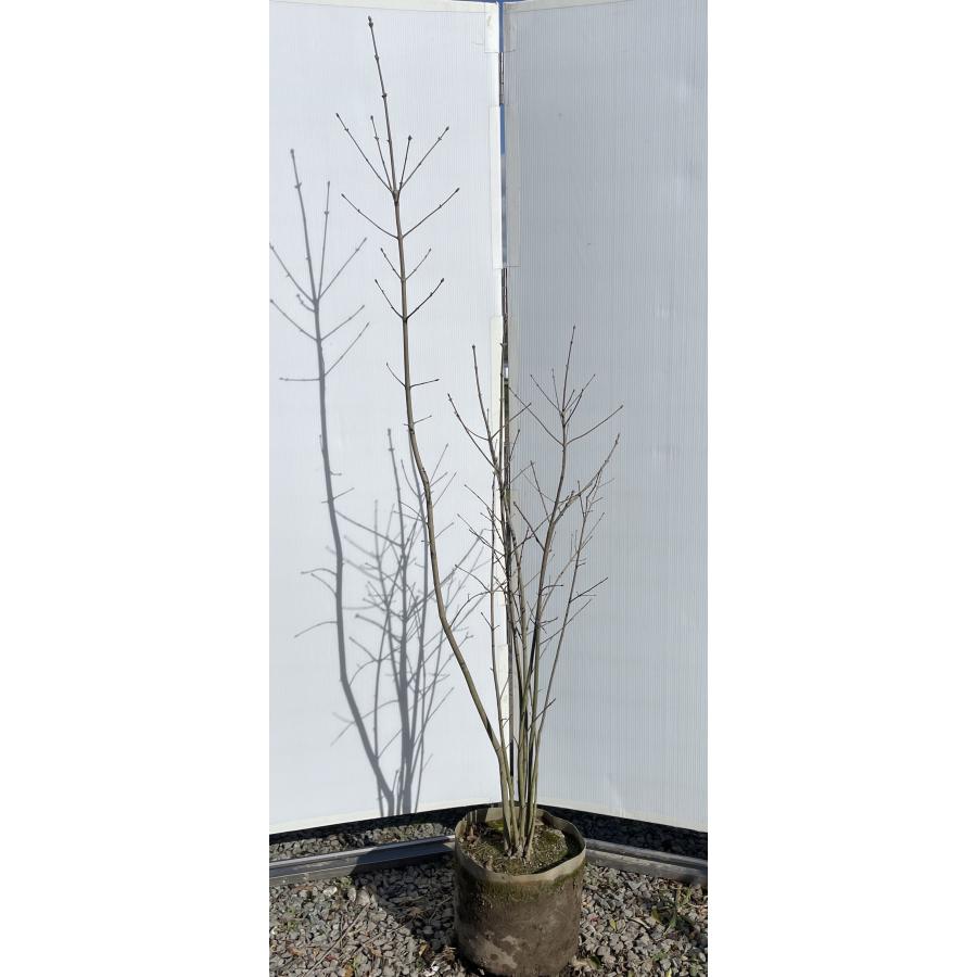 アオダモ 8本株立ち 約1.8m 現品発送 特大株 植木苗木大苗 マルバ