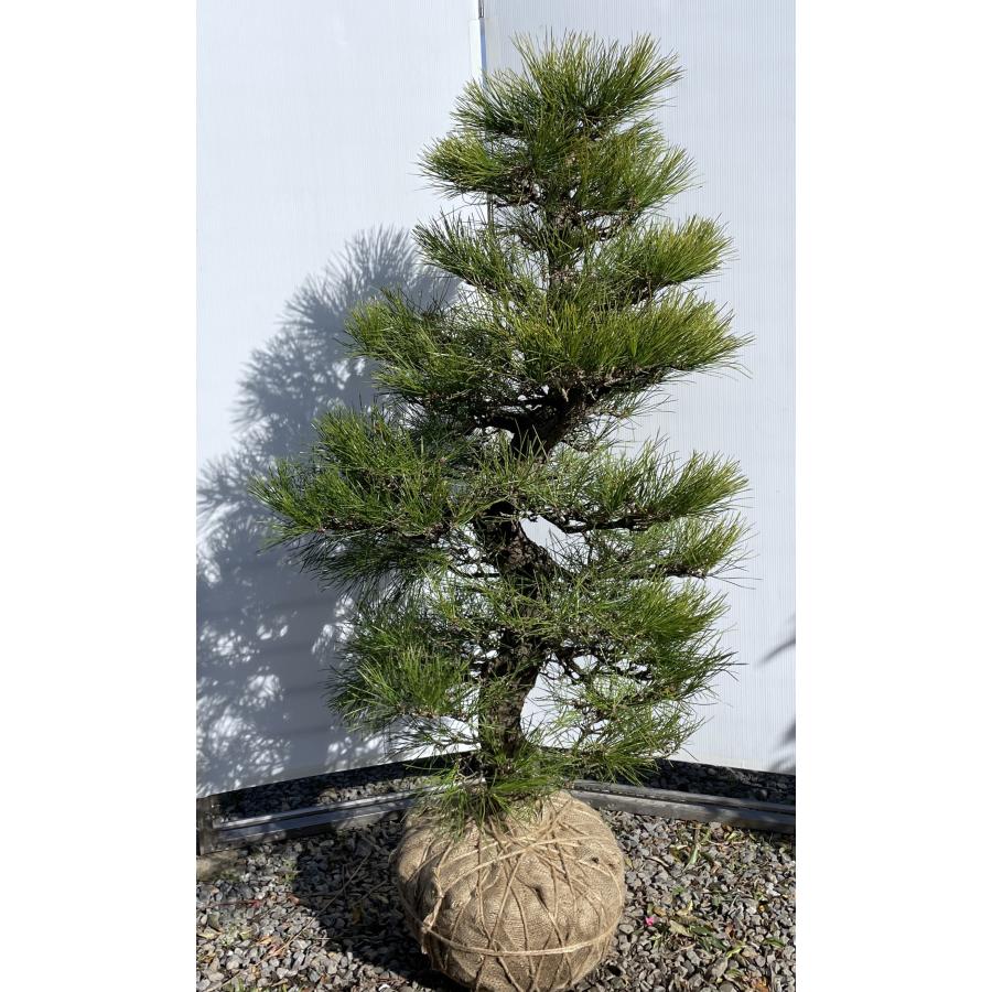 黒松 約160cm 超特大株 現品発送 一点物 段仕立て 植木 苗木 大苗 段