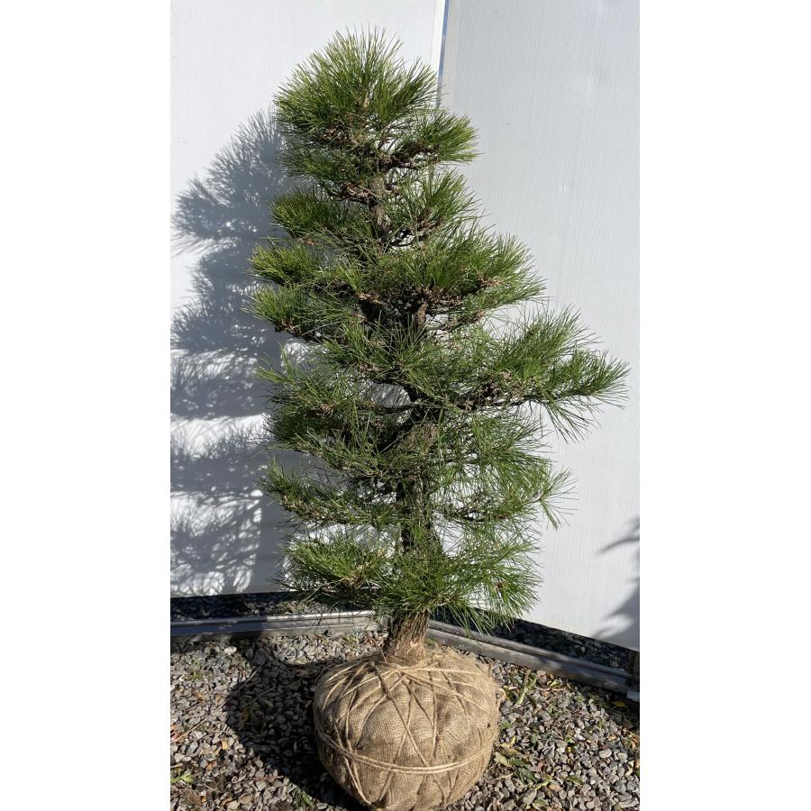 黒松 クロマツ 庭木 ◆ 近畿地方限定送料無料 黒松 クロマツ 庭木 ◇ 近畿地方限定送料無料