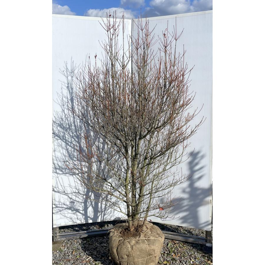 引き取り限定　ドウダンツツジ　大苗 大苗♡ドウダンツツジ 樽型鉢植え 苗 庭木 シンボルツリーに♪ その他