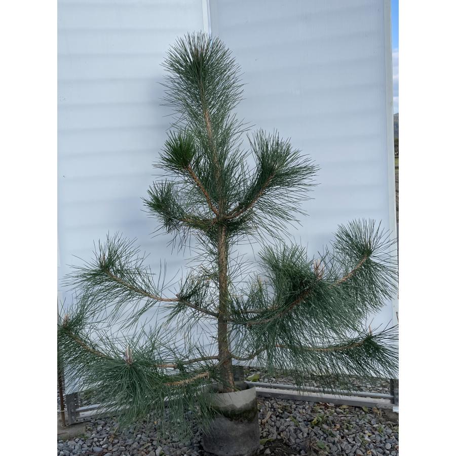 黒松 約1.6m 現品発送 特大株 大苗 植木 苗木 クロマツ シンボルツリー