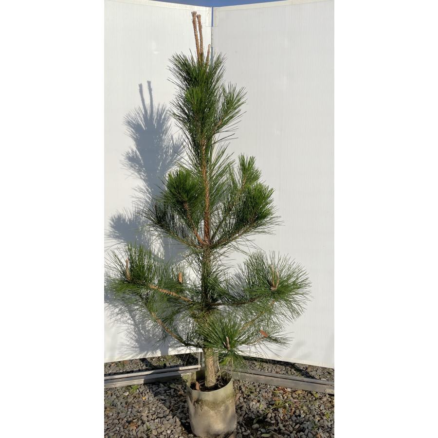 黒松 約1.8m 現品発送 特大株 大苗 植木 苗木 クロマツ シンボルツリー 常緑樹 送料無料 : 大福樹苗園 - 通販 - Yahoo ...