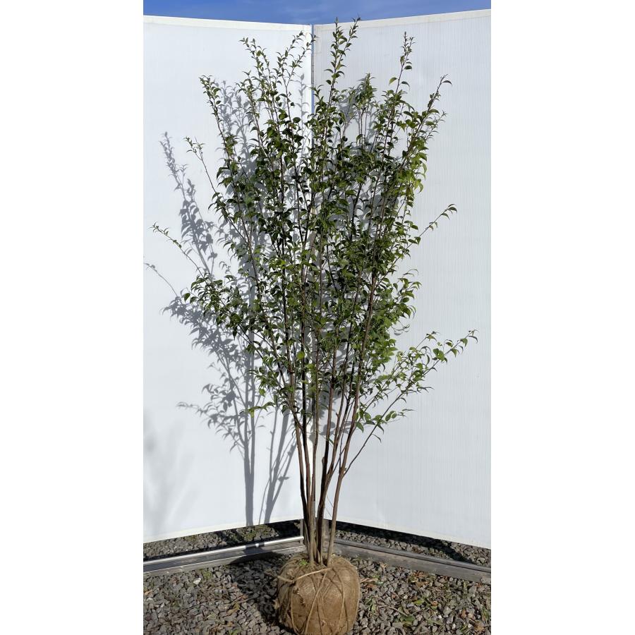 ハイノキ 6本株立ち 約1.9m 現品発送 特大植木苗木大苗 灰の木 常緑樹 シンボルツリー 送料無料 : 大福樹苗園 - 通販 ...