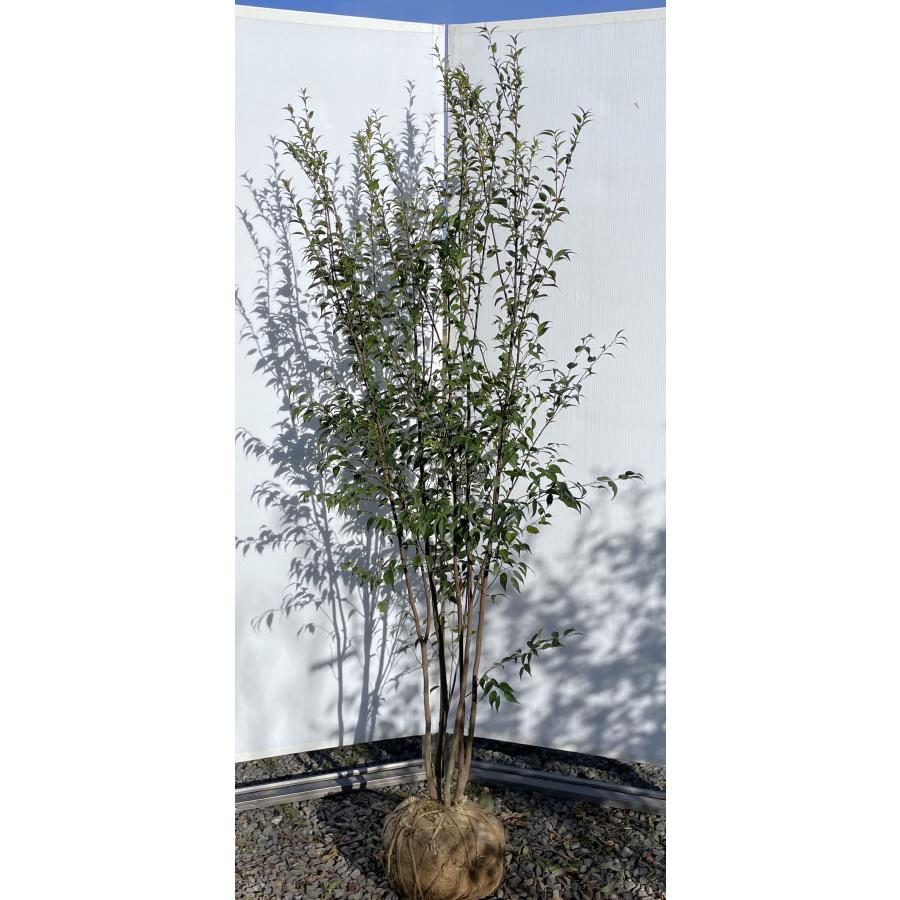 ハイノキ 5本株立ち 約1.8m 現品発送 特大植木苗木大苗 灰の木 常緑樹 シンボルツリー 送料無料 : 大福樹苗園 - 通販 ...