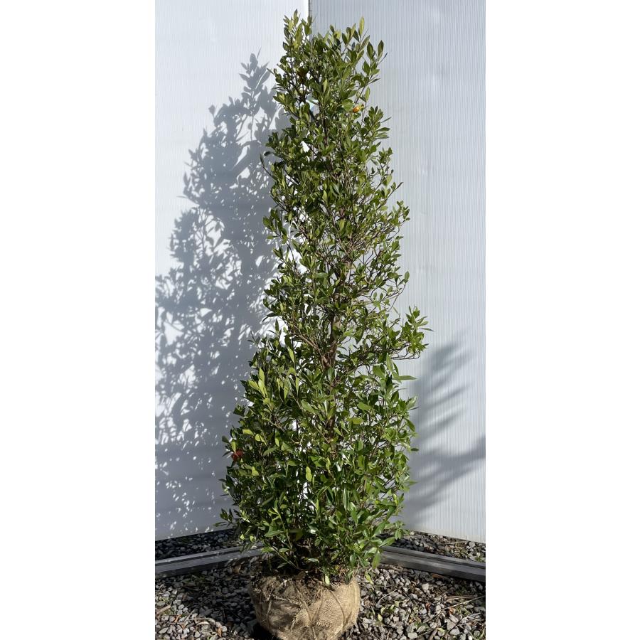 クチナシ 約1.7m 現品発送 特大株 大苗 植木 苗木 実クチナシの木 送料無料 : 大福樹苗園 - 通販 - Yahoo!ショッピング