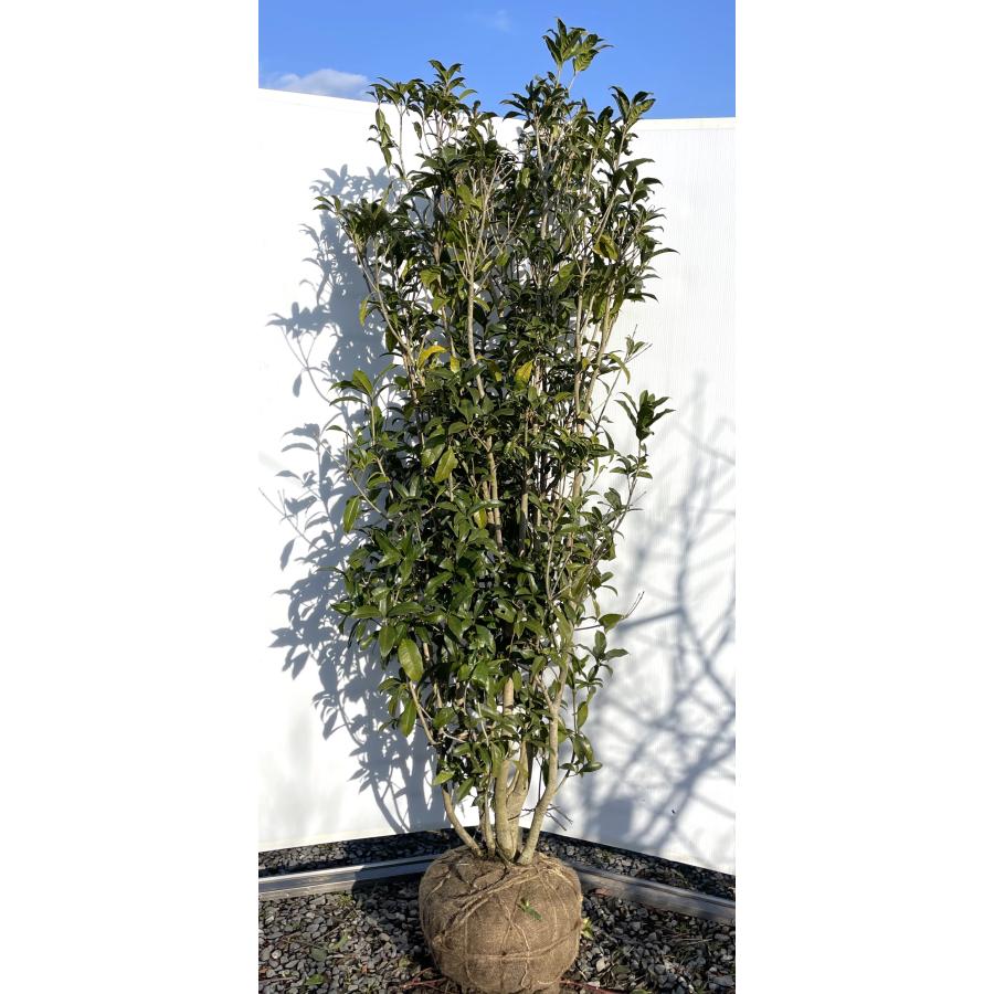 キンモクセイ 株立ち 約2m 豪華株 超特大株 現品発送 植木苗木 キンモクセイ 株立ち 約2m 豪華株 超特大株 現品発送 植木苗木