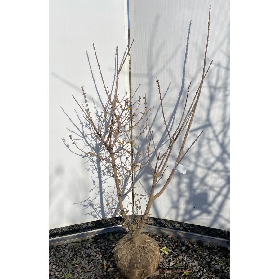 蝋梅 ロウバイ 株立ち 約1.6m 現品発送 特大株 植木 苗木 大苗 冬に