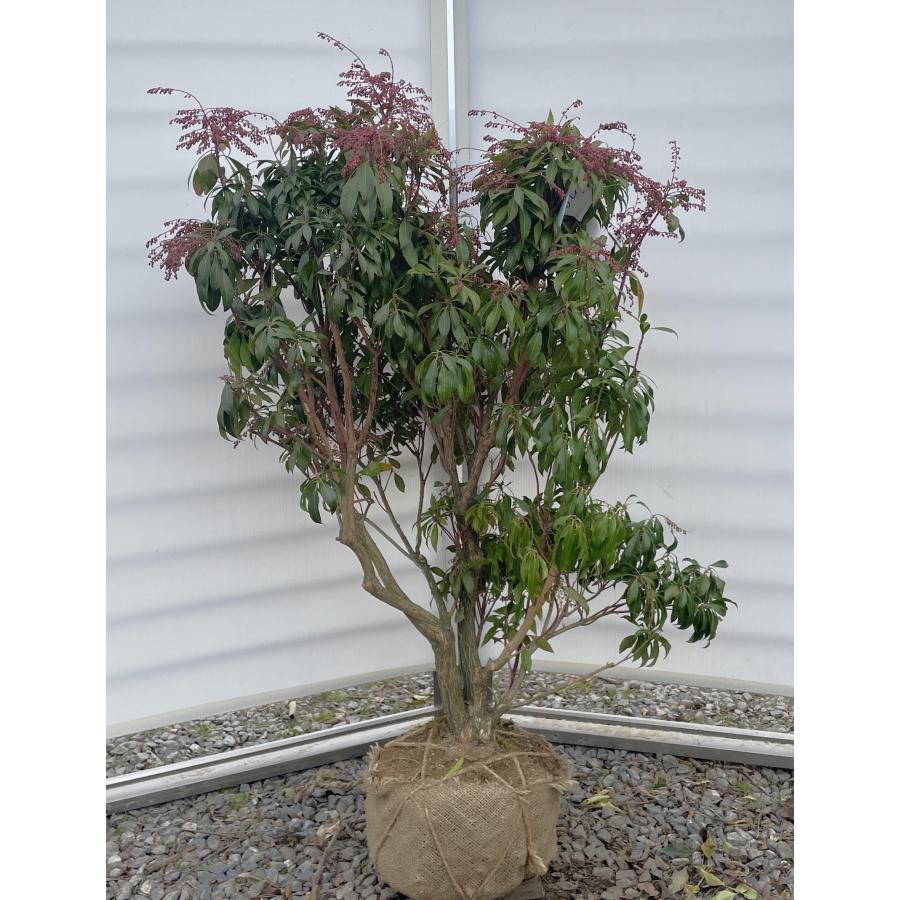 白花アセビ 約1.1m 株立ち 現品発送 特大株 植木苗木大苗 白アセビ