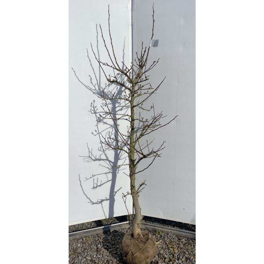 白花姫コブシ 約1.8m 現品発送 特大株 植木苗木大苗 白花 白花姫コブシ 約1.8m 現品発送 特大株 植木苗木大苗 白花