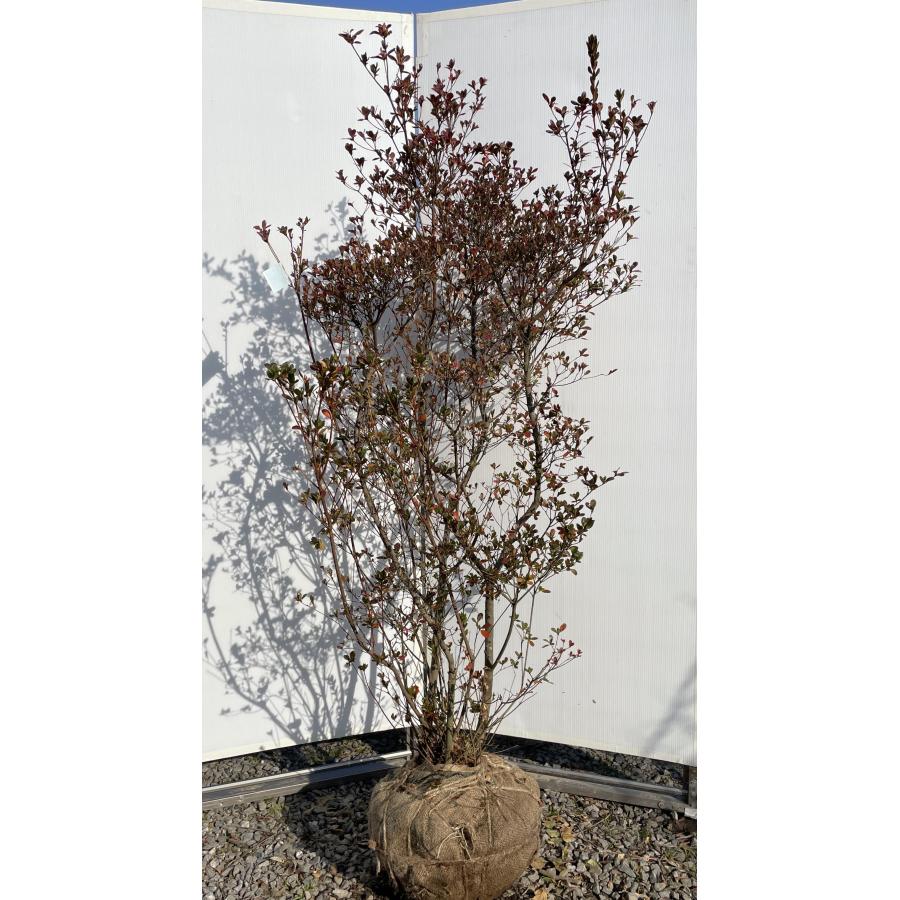 キリシマツツジ 株立ち100本以上 本霧島ツツジ 約1.7m 株立ち 規格販売 特大株 植木 苗木 大苗