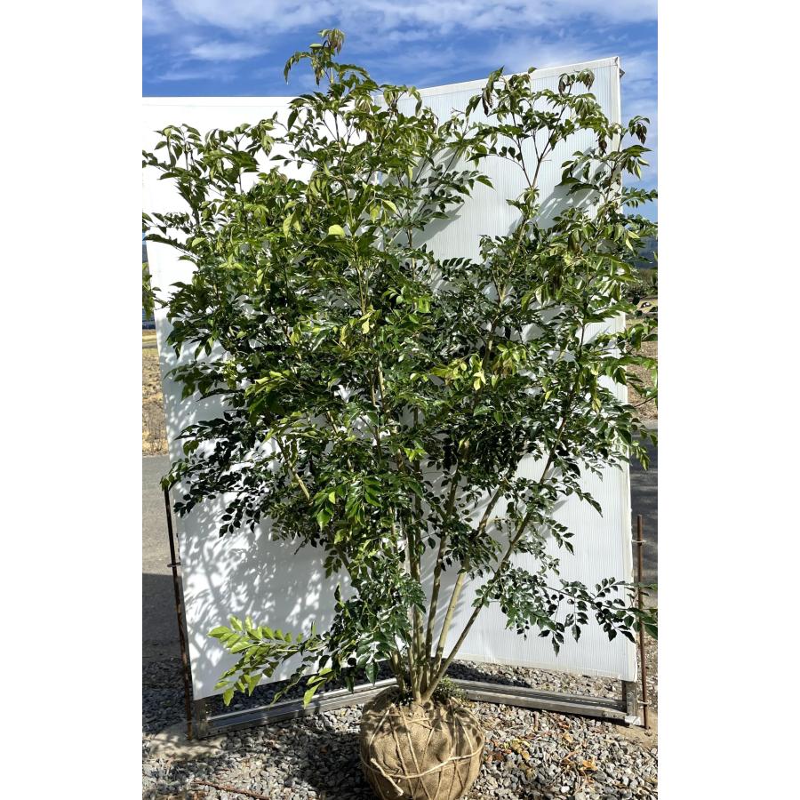 シマトネリコ 7本株立ち 豪華株 約1.9m 現品発送 一点物 特大株 植木