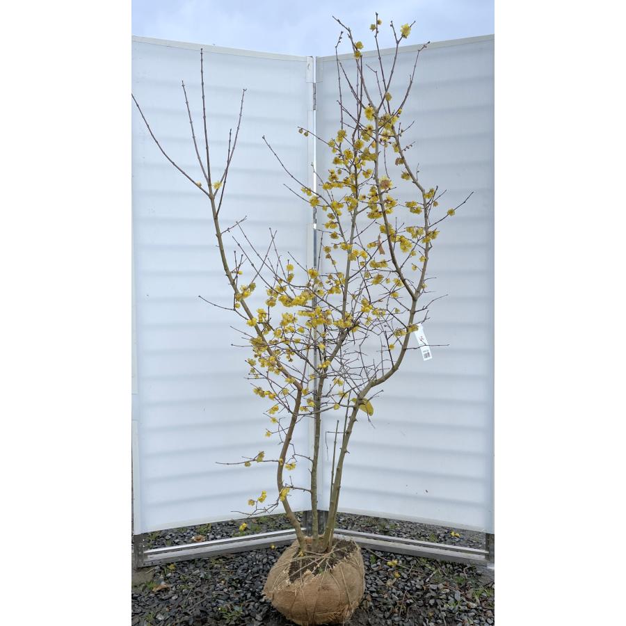 満月ロウバイ 株立ち 約2m 現品発送 超特大株 植木苗木大苗 満月蝋梅
