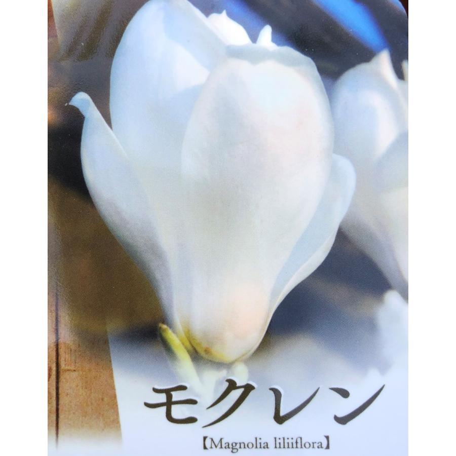 白モクレン 約2m 現品発送 特大植木苗木 白木蓮 ハクモクレン