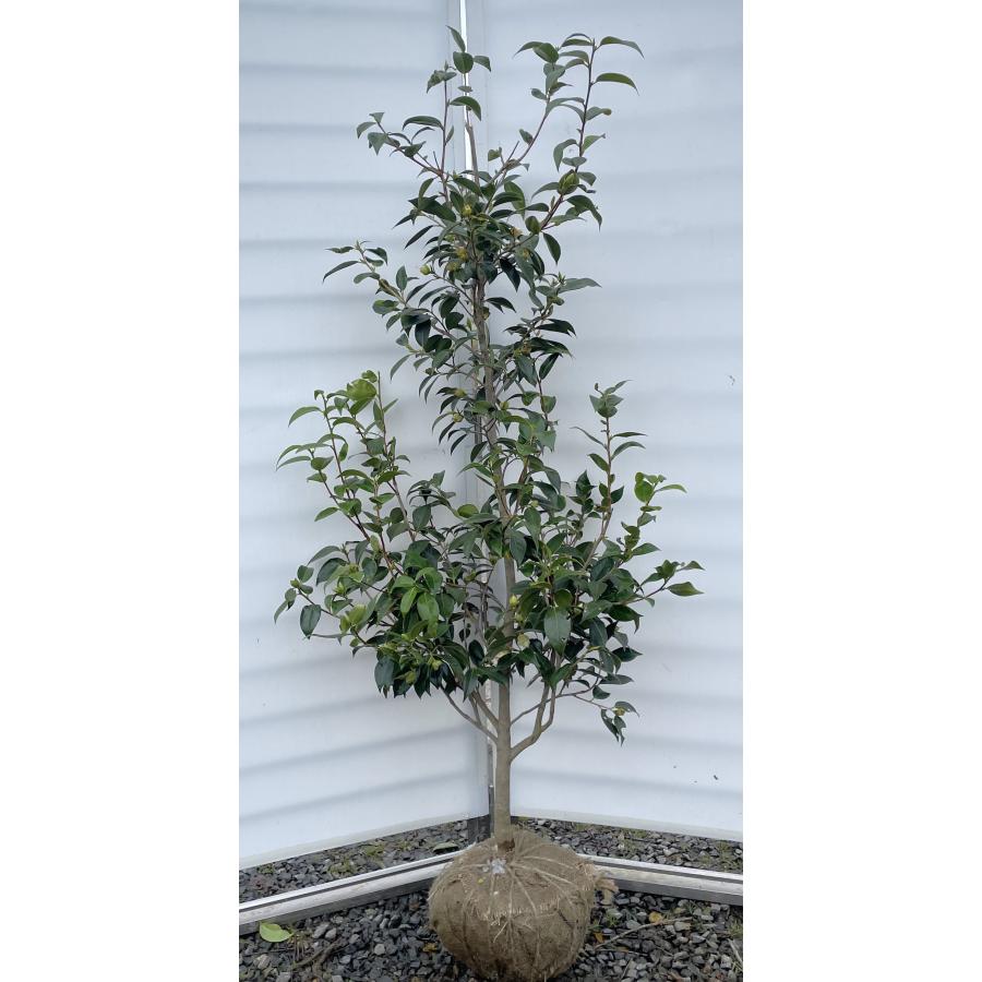 椿の木 白ワビスケ 約1.6m 現品発送 特大株 白花侘助 白わびすけ