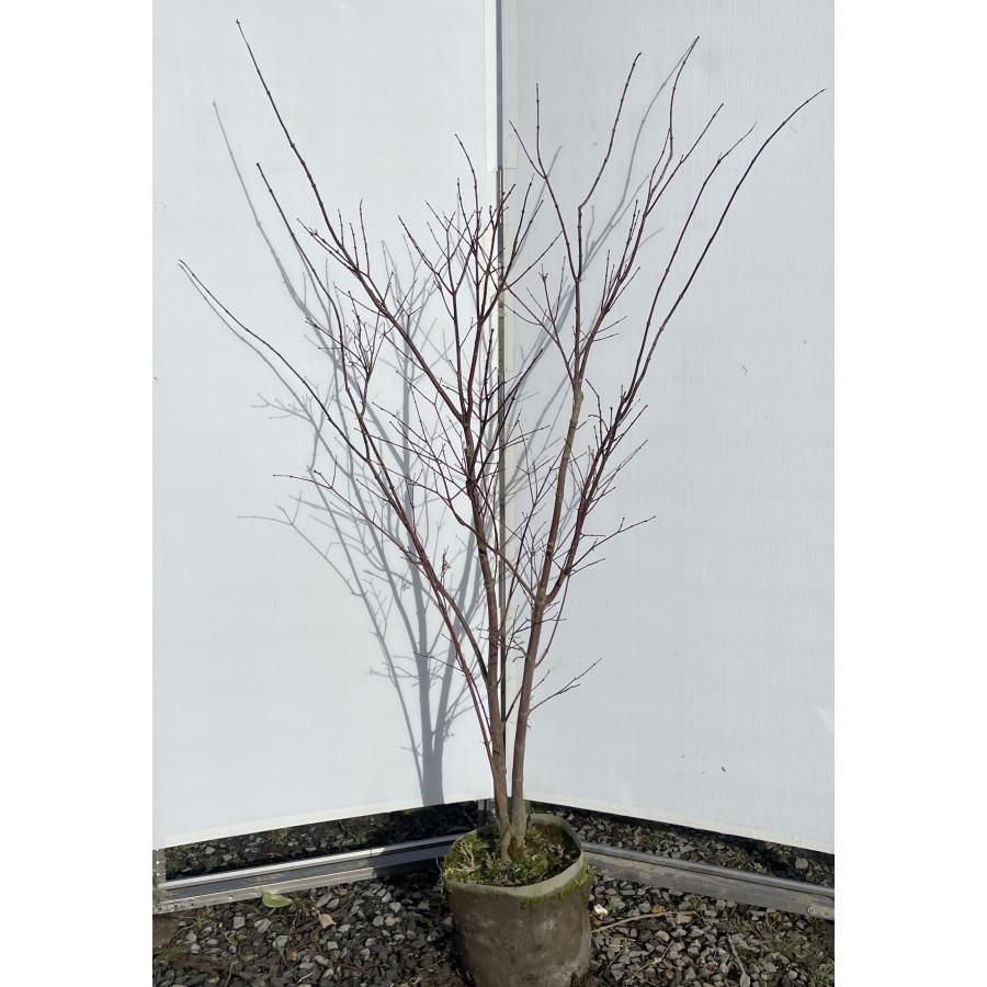 ノムラモミジ【現品発送】管理70844 野村モミジ 株立ち 約1.6m 現品発送 特大株 植木苗木大苗 紫葉の