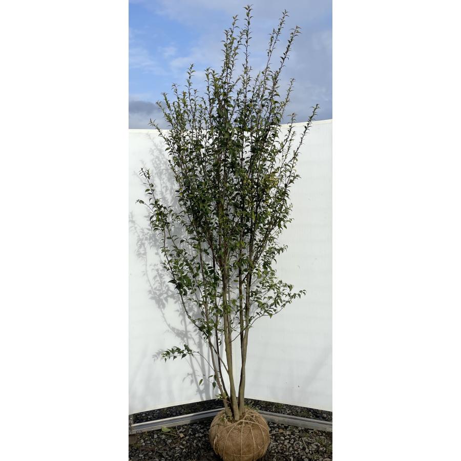 ハイノキ 株立ち 約2.5m 現品発送 一点物 豪華株 超特大株 植木苗木大苗 灰の木 常緑樹 シンボルツリー 送料無料 : 大福樹苗園 ...
