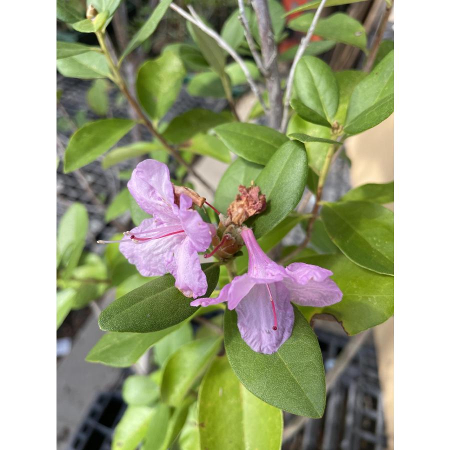 金子玄海ツツジ カネコゲンカイ 株立ち 約1.3m 現品発送 豪華株