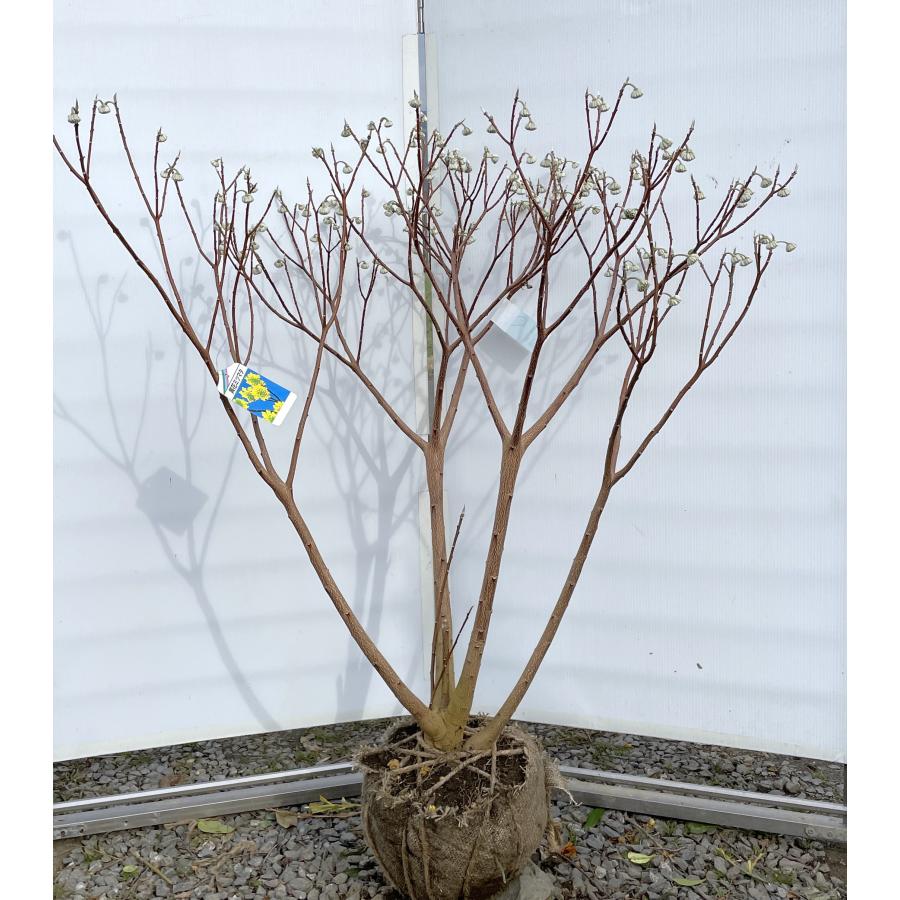 黄花ミツマタ 約1.2cm 現品発送 特大苗木 大苗 三又 三つ又 落葉樹